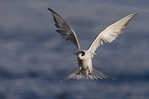 Sterna Hirundo Images Prints: Visdief; Common Tern; Sterna hirundo