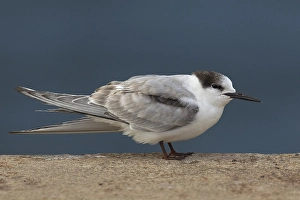 Visdief Print: Immature Common Tern in Flight