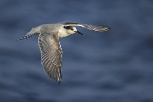 Sterna Hirundo Images Prints: Visdief; Common Tern; Sterna hirundo
