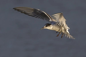 Bird Flying Over Water Prints: Visdief; Common Tern; Sterna hirundo