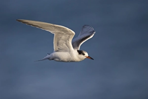 Common Tern In Flight Prints: Visdief; Common Tern; Sterna hirundo