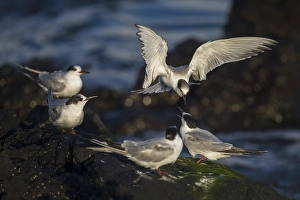 Sterna Hirundo Images Prints: Visdief; Common Tern; Sterna hirundo