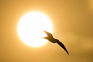 Bird Flying Over Water Prints: Visdief; Common Tern; Sterna hirundo