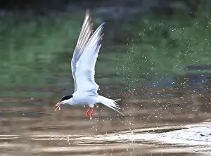 Images Dated 7th May 2010: Visdief Common Tern Print