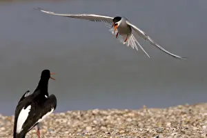 Bird Behaviour Prints: Visdief, Common Tern, Sterna hirundo