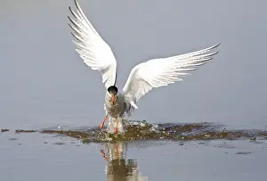 Bird Flying Over Water Prints: Visdief, Common Tern, Sterna hirundo
