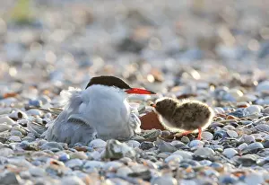 Sterna Hirundo Images Prints: Visdief; Common Tern; Sterna hirundo