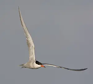 Charadriiformes Species Photos Prints: Visdief; Common tern; Sterna hirundo