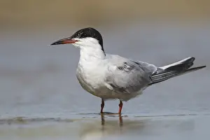 Visdief Print: Common Tern, Adult Breeding Plumage