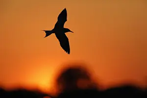 Sterna Hirundo Prints: Visdief, Common Tern, Sterna hirundo