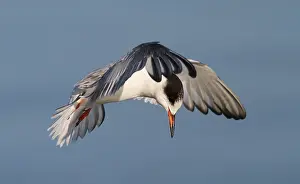 Common Tern In Flight Prints: Visdief, Common Tern, Sterna hirundo