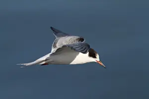 Sterna Hirundo Prints: Visdief, Common Tern, Sterna hirundo