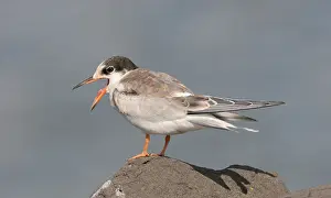 Sterna Hirundo Prints: Visdief, Common Tern, Sterna hirundo