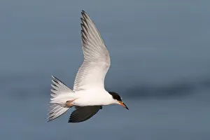 Sterna Hirundo Prints: Visdief, Common Tern, Sterna hirundo