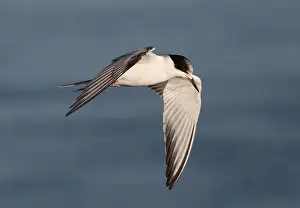Sterna Hirundo Prints: Visdief, Common Tern, Sterna hirundo