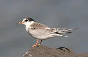 Sterna Hirundo Prints: Visdief, Common Tern, Sterna hirundo