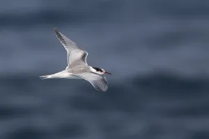 Sterna Hirundo Prints: Visdief, Common Tern, Sterna hirundo
