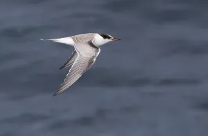 Sterna Hirundo Prints: Visdief, Common Tern, Sterna hirundo