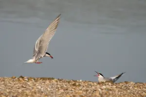 Sterna Hirundo Prints: Visdief, Common Tern, Sterna hirundo