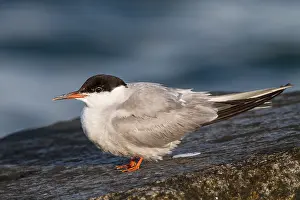 Sterna Hirundo Images Prints: Visdief, Common Tern, Sterna hirundo