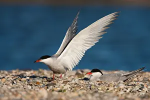 Sterna Hirundo Prints: Visdief, Common Tern, Sterna hirundo