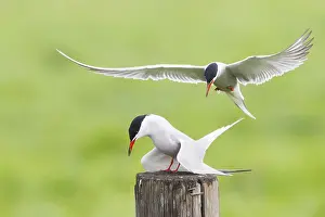 Sterna Hirundo Prints: Visdief, Common Tern, Sterna hirundo