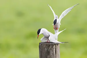 Sterna Hirundo Prints: Visdief, Common Tern, Sterna hirundo