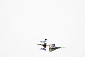 Sterna Hirundo Prints: Visdief, Common Tern, Sterna hirundo