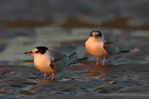 Sterna Hirundo Prints: Visdief, Common Tern, Sterna hirundo