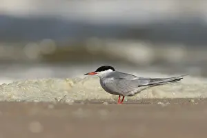 Sterna Hirundo Prints: Visdief, Common Tern, Sterna hirundo