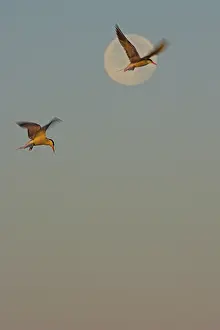 Flying Birds Europe Prints: Visdief, Common Tern, Sterna hirundo