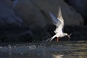 Sterna Hirundo Prints: Visdief, Common Tern, Sterna hirundo