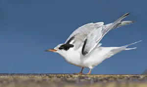 Images Dated 28th September 2012: Visdief Print, Common Tern juvenile