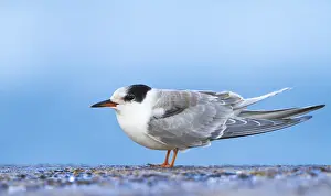 Images Dated 28th September 2012: Visdief Print, Common Tern juvenile