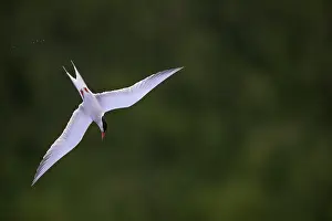 Sterna Hirundo Prints: Visdief, Common Tern, Sterna hirundo