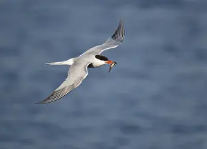 Nature Photography Wildlife Prints: Visdief; Common Tern; Sterna hirundo