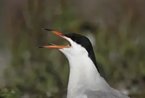 Sterna Hirundo Prints: Visdief, Common Tern, Sterna hirundo