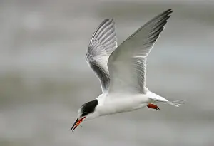 Common Tern In Flight Prints: Visdief, Common Tern, Sterna hirundo