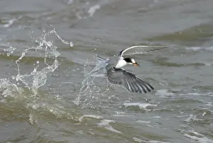 Sterna Hirundo Prints: Visdief, Common Tern, Sterna hirundo