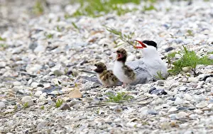 Common Tern Prints: Visdief; Common Tern; Sterna hirundo