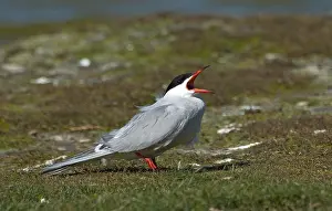 Common Tern Prints: Visdief, Common Tern, Sterna hirundo