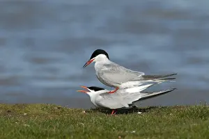 Common Tern Prints: Visdief, Common Tern, Sterna hirundo