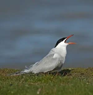 Common Tern Prints: Visdief, Common Tern, Sterna hirundo