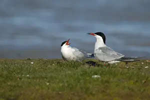 Common Tern Prints: Visdief, Common Tern, Sterna hirundo