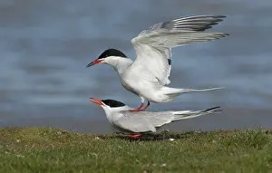 Common Tern Prints: Visdief, Common Tern, Sterna hirundo