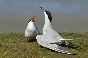 Common Tern Prints: Visdief, Common Tern, Sterna hirundo