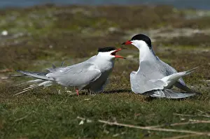 Common Tern Prints: Visdief, Common Tern, Sterna hirundo