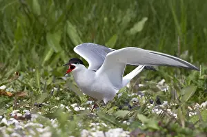 Common Tern Prints: Visdief, Common Tern, Sterna hirundo