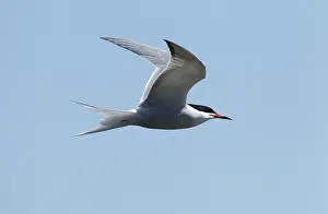 Common Tern Prints: Visdief, Common Tern, Sterna hirundo
