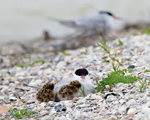 Common Tern Prints: Visdief, Common Tern, Sterna hirundo